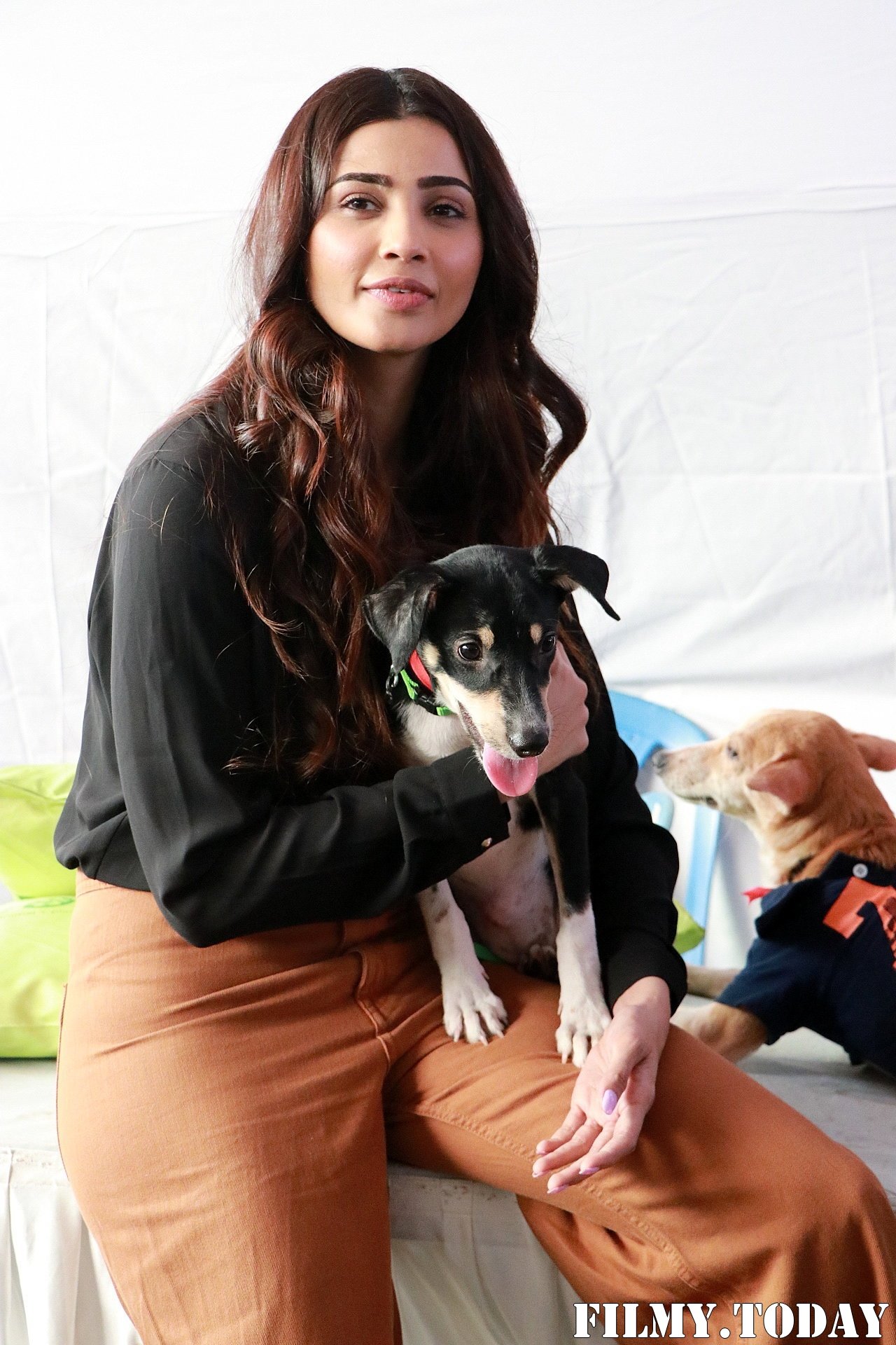 Photos: Daisy Shah At Asia's Largest Adoption Fair Indian Breed Puppies & Kittens | Picture 1705178
