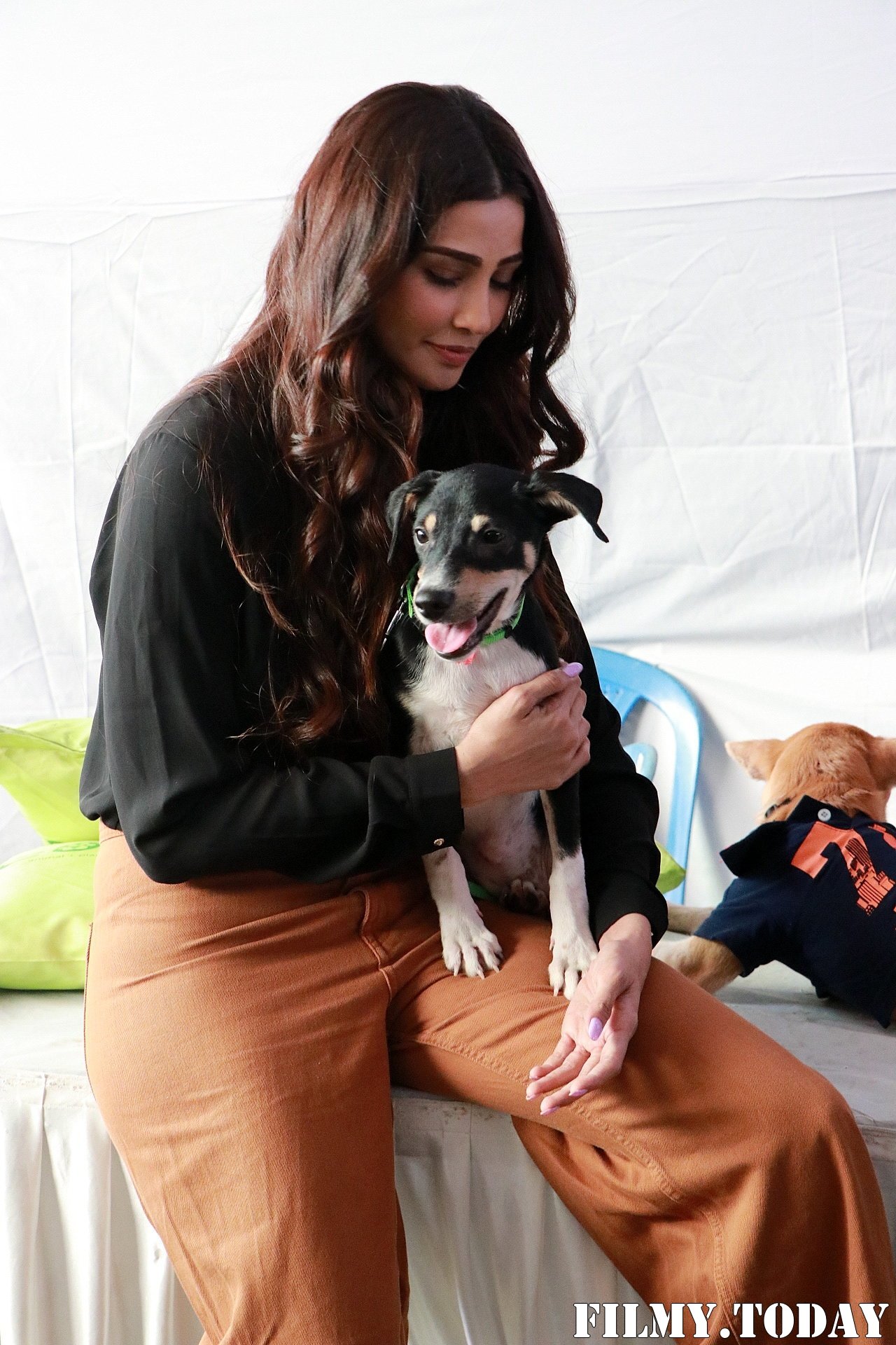 Photos: Daisy Shah At Asia's Largest Adoption Fair Indian Breed Puppies & Kittens | Picture 1705180